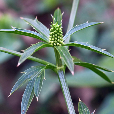 Cilantro cimarrón