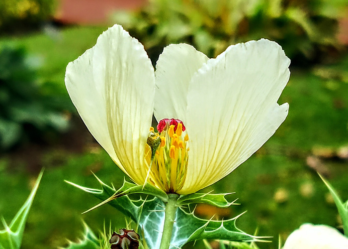 cardo mariano (Plantas que vi en el jardín botánico del Inecol.) ·  iNaturalist