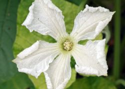Tecomate1