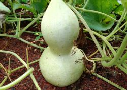Tecomate2