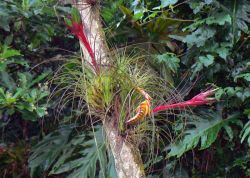 Arboles