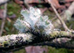 Arboles5