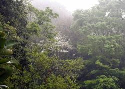 Niebla5