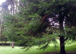 Pinetum1