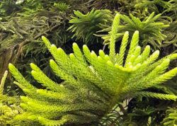 Pinetum2