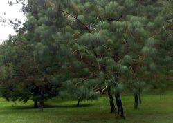 Pinetum3