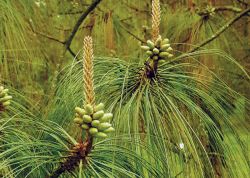 Pinetum4