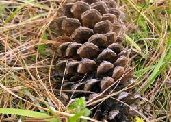 Pinetum5